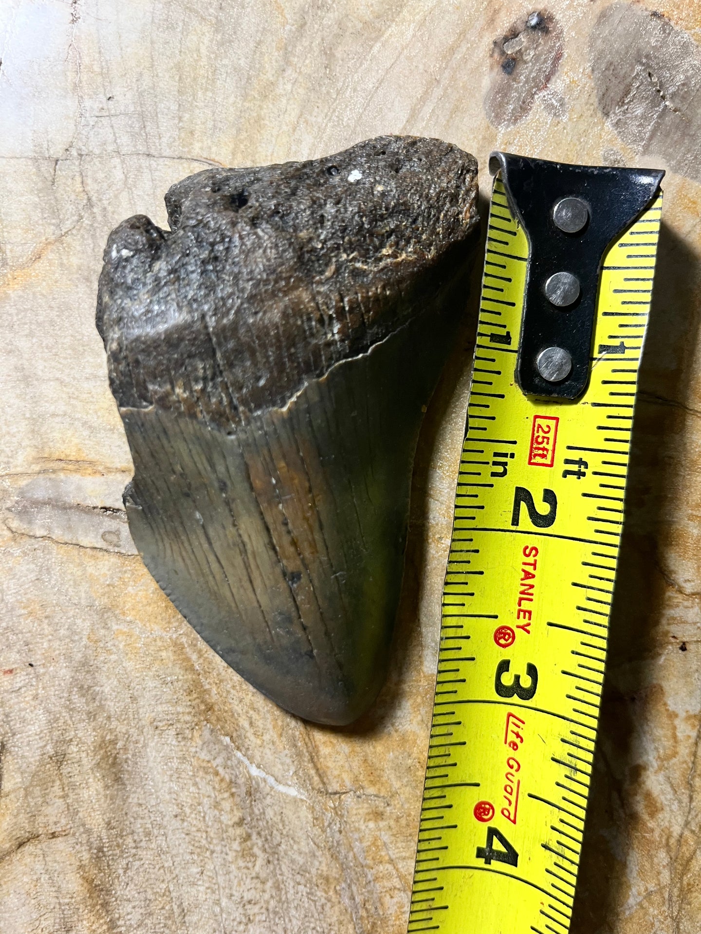 Approximately 3.3” Fossil Megalodon Tooth for Sale