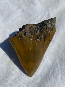 Approximately 5” Fossil Megalodon Tooth with Serrations for Sale