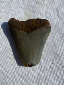 Approximately 2.6” Fossil Megalodon Tooth for Sale