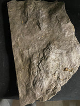 ** Impressive Raised Fossil Grallator Dinosaur Footprints