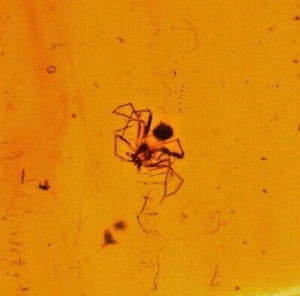 Rare Fossil Spider in Burmese Amber for Sale - Fossil Daddy