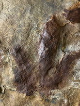 Double-Sided Fossil Dinosaur Trackway - Fossil Daddy