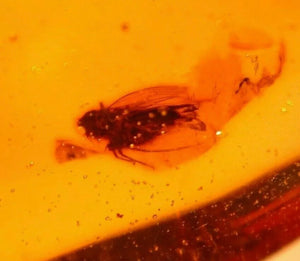 Fulgoroid Insect, Fly in Authentic Dominican Amber Fossil For Sale - Fossil Daddy