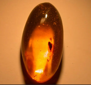 Fulgoroid Insect, Fly in Authentic Dominican Amber Fossil For Sale - Fossil Daddy