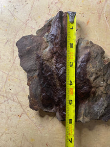 Raised Fossil Grallator Dinosaur Footprint for Sale - Fossil Daddy