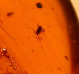 Fossil Mycetophilid Flies in Burmese Amber for Sale - Fossil Daddy