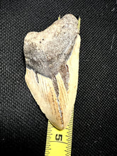Approximately 4.6” Fossil Megalodon Tooth for Sale