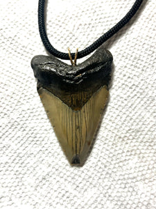 Small Fossil Megalodon Tooth Pendant