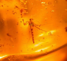 Chironomid with Striped Abdomen in Authentic Dominican Amber Fossil
