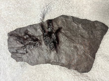 Raised Fossil Dinosaur Footprints 2
