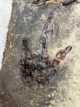 Fossil Dinosaur Footprints