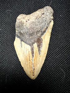 Approximately 4.6” Fossil Megalodon Tooth for Sale
