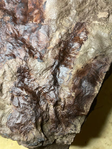 Fossil Dinosaur Footprint for Sale, Juvenile Eubrontes & Grallator - Fossil Daddy