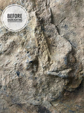 Awesome Raised Fossil Dinosaur Trackway for Sale - Fossil Daddy