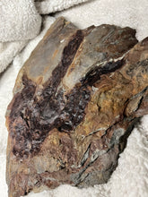 Massive Single Fossil Dinosaur Footprint, Eubrontes